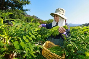 ‘희망 움트는 산청’ 산불·호우 이겨낸 여름 두릅 수확