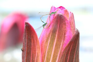 [포토] 실잠자리의 가을사랑