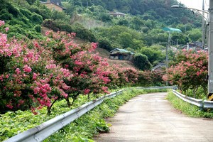 [포토] 창녕군 부곡면 수성마을, ‘분홍 물결’배롱나무 꽃 만개