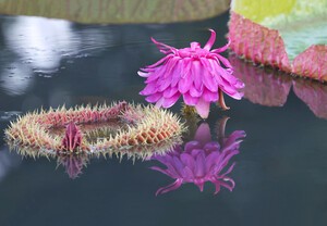 [포토] 함양군, 폭염 속 활짝 핀 빅토리아연꽃