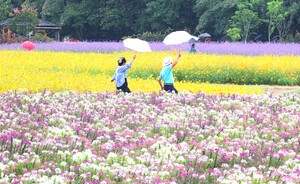 [포토]  가을비 속 꽃구경