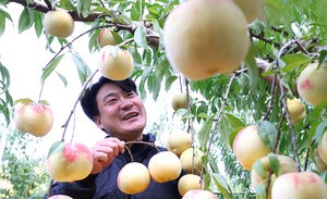 [포토] 함양군, 겨울복숭아 ‘설도’ 첫 수확