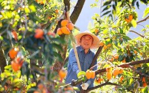 [포토] 곶감용 함양고종시 감 따기