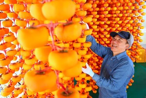 [포토] 곶감의 계절