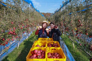 [포토] “속이 빨갛네!”…산청군 엔부사과 본격출하