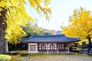 [포토] 함안향교, 황금빛 은행잎과 어우러진 고즈넉한 가을 풍경