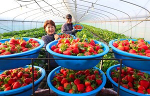 [포토] 명품 함양딸기 맛 보이소