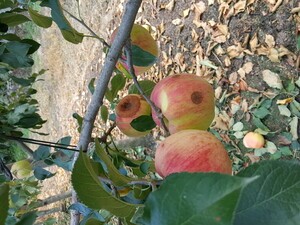 거창군 ,&apos;사과 농작물재해보험&apos; 탄저병 보장 신설 판매