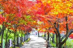 [포토] 가을이 머무는 길, 함안 입곡군립공원